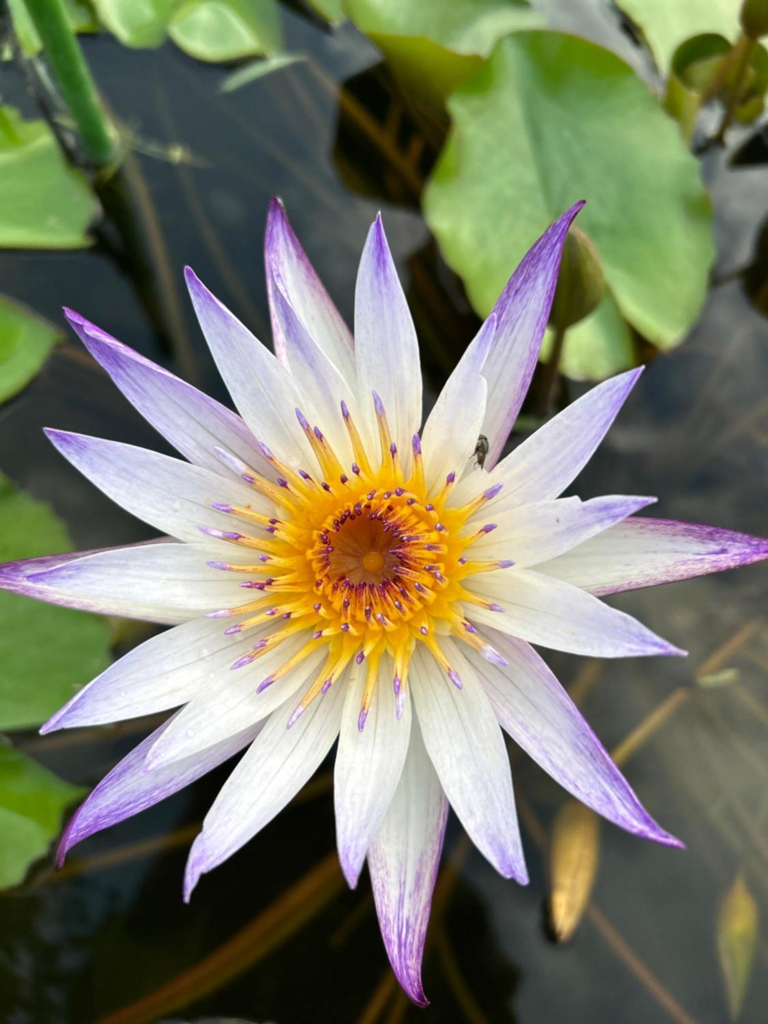 Sunflower 民泊 Tokyo